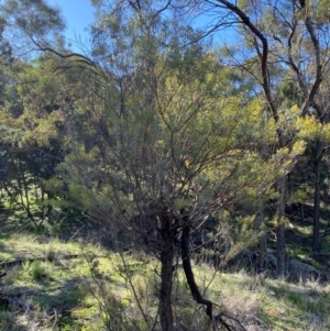 Acacia decora at Cocoparra National Park - 23 Jun 2024 01:06 PM