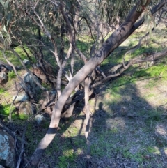 Eucalyptus vicina (Manara Hills Red Gum) at Cocoparra National Park - 23 Jun 2024 by Tapirlord
