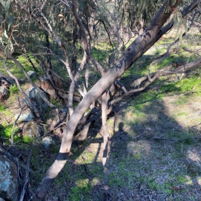 Eucalyptus vicina (Manara Hills Red Gum) at Cocoparra National Park - 23 Jun 2024 by Tapirlord
