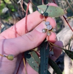 Eucalyptus vicina at Cocoparra National Park - 23 Jun 2024 01:05 PM