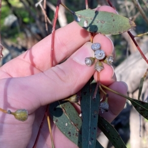 Eucalyptus vicina at Cocoparra National Park - 23 Jun 2024