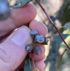 Eucalyptus vicina at Cocoparra National Park - 23 Jun 2024 01:05 PM