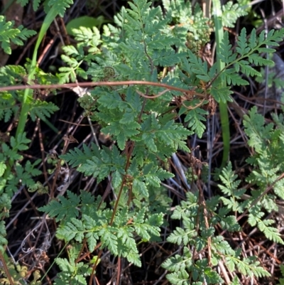 Cheilanthes sieberi subsp. sieberi (Mulga Rock Fern) at Cocoparra National Park - 23 Jun 2024 by Tapirlord