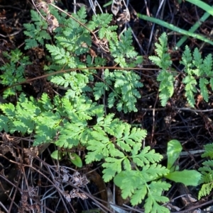 Cheilanthes sieberi subsp. sieberi at Cocoparra National Park - 23 Jun 2024