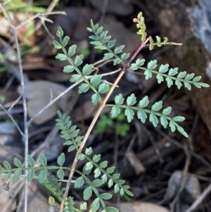 Pandorea pandorana at Cocoparra National Park - 23 Jun 2024