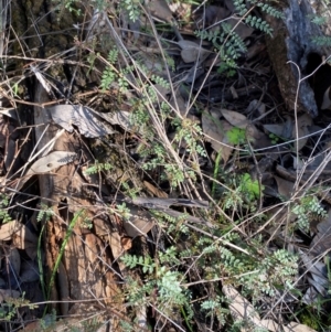 Pandorea pandorana at Cocoparra National Park - 23 Jun 2024