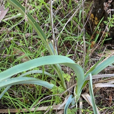 Dianella porracea (Riverine Flax-Lily) at Cocoparra National Park - 23 Jun 2024 by Tapirlord