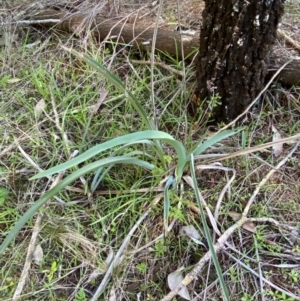 Dianella porracea at Cocoparra National Park - 23 Jun 2024