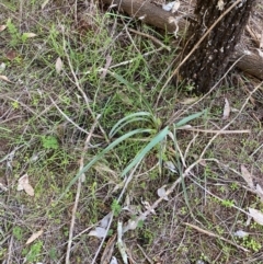 Dianella porracea at Cocoparra National Park - 23 Jun 2024