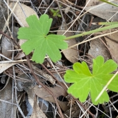 Geranium solanderi var. solanderi (Native Geranium) at Cocoparra National Park - 23 Jun 2024 by Tapirlord