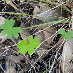 Geranium solanderi var. solanderi at Cocoparra National Park - 23 Jun 2024 01:00 PM