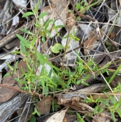 Einadia nutans subsp. nutans (Climbing Saltbush) at Cocoparra National Park - 23 Jun 2024 by Tapirlord