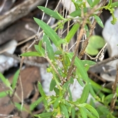 Einadia nutans subsp. nutans at Cocoparra National Park - 23 Jun 2024