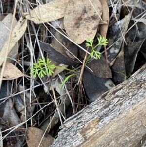 Daucus glochidiatus at Cocoparra National Park - 23 Jun 2024