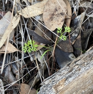 Daucus glochidiatus at Cocoparra National Park - 23 Jun 2024