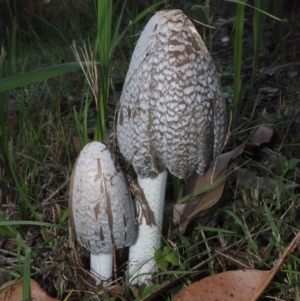 Coprinellus etc. at Bodalla, NSW - 14 Apr 2024