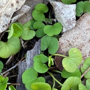 Dichondra repens (Kidney Weed) at Cocoparra National Park by Tapirlord