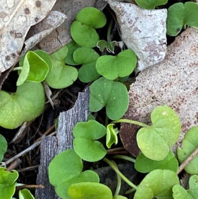 Dichondra repens (Kidney Weed) at Cocoparra National Park - 23 Jun 2024 by Tapirlord