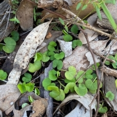 Dichondra repens at Cocoparra National Park - 23 Jun 2024 12:59 PM