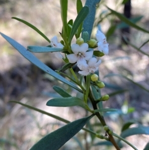 Myoporum montanum at Cocoparra National Park - 23 Jun 2024 12:59 PM