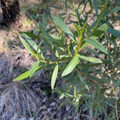 Myoporum montanum at Cocoparra National Park - 23 Jun 2024 12:59 PM