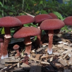 Tubaria rufofulva (Burgundy Wood Tubaria) at Bodalla, NSW - 14 Apr 2024 by Bushrevival