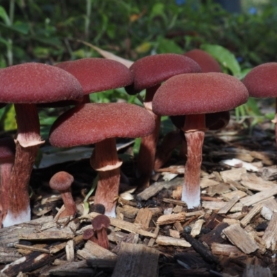 Tubaria rufofulva (Burgundy Wood Tubaria) at Bodalla, NSW - 14 Apr 2024 by Bushrevival