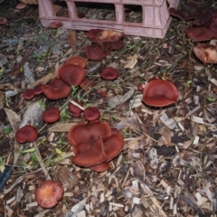 Tubaria rufofulva at Bodalla, NSW - suppressed