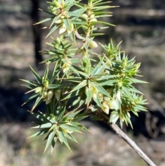 Melichrus urceolatus (Urn Heath) at Cocoparra National Park - 23 Jun 2024 by Tapirlord