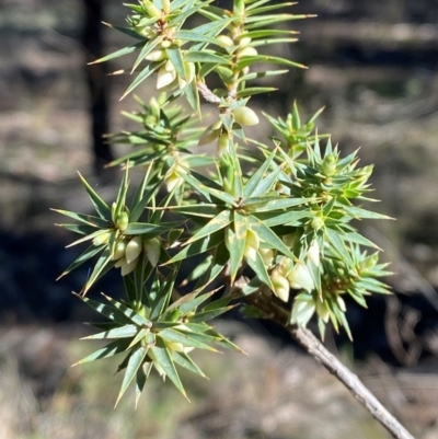 Melichrus urceolatus (Urn Heath) at Cocoparra National Park - 23 Jun 2024 by Tapirlord