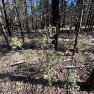 Melichrus urceolatus at Cocoparra National Park - 23 Jun 2024