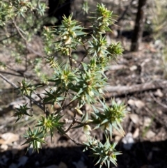 Melichrus urceolatus at Cocoparra National Park - 23 Jun 2024