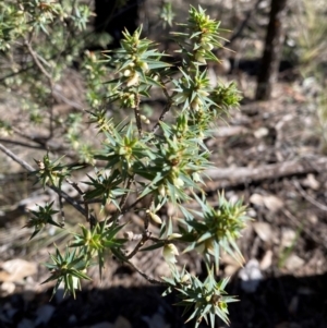 Melichrus urceolatus at Cocoparra National Park - 23 Jun 2024