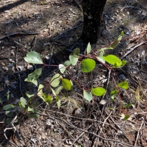 Eucalyptus populnea at Cocoparra National Park - 23 Jun 2024