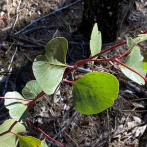 Eucalyptus populnea at Cocoparra National Park - 23 Jun 2024