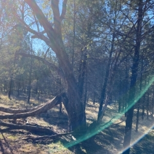 Eucalyptus populnea at Cocoparra National Park - 23 Jun 2024