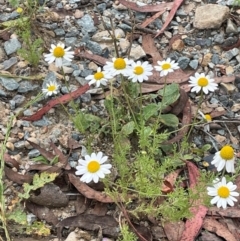 Chamaemelum nobile (Chamomile Daisy) at QPRC LGA - 31 Dec 2023 by JaneR