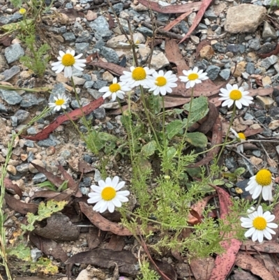 Chamaemelum nobile (Chamomile Daisy) at QPRC LGA - 31 Dec 2023 by JaneR