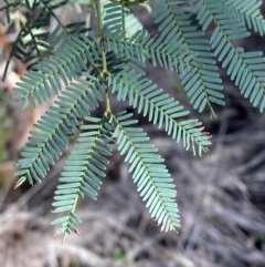 Acacia deanei subsp. paucijuga (Green Wattle) at Cocoparra National Park - 23 Jun 2024 by Tapirlord