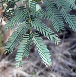 Acacia deanei subsp. paucijuga (Green Wattle) at Cocoparra National Park by Tapirlord