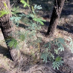 Acacia deanei subsp. paucijuga at Cocoparra National Park - 23 Jun 2024