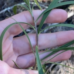 Eremophila longifolia (Weeping Emubush) at Cocoparra National Park - 23 Jun 2024 by Tapirlord