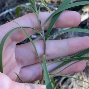 Eremophila longifolia at Cocoparra National Park - 23 Jun 2024