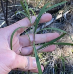 Eremophila longifolia at Cocoparra National Park - 23 Jun 2024 12:55 PM