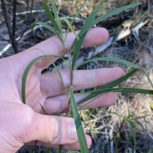 Eremophila longifolia at Cocoparra National Park - 23 Jun 2024