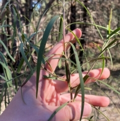 Eremophila longifolia at Cocoparra National Park - 23 Jun 2024 12:55 PM
