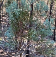 Callitris glaucophylla (White Cypress Pine) at Cocoparra National Park - 23 Jun 2024 by Tapirlord