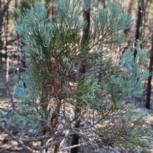 Callitris glaucophylla at Cocoparra National Park - 23 Jun 2024