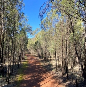 Callitris glaucophylla at Cocoparra National Park - 23 Jun 2024