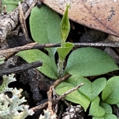 Diplodium nanum (ACT) = Pterostylis nana (NSW) (Dwarf Greenhood, Dwarf Snail Orchid) at Cocoparra National Park - 23 Jun 2024 by Tapirlord